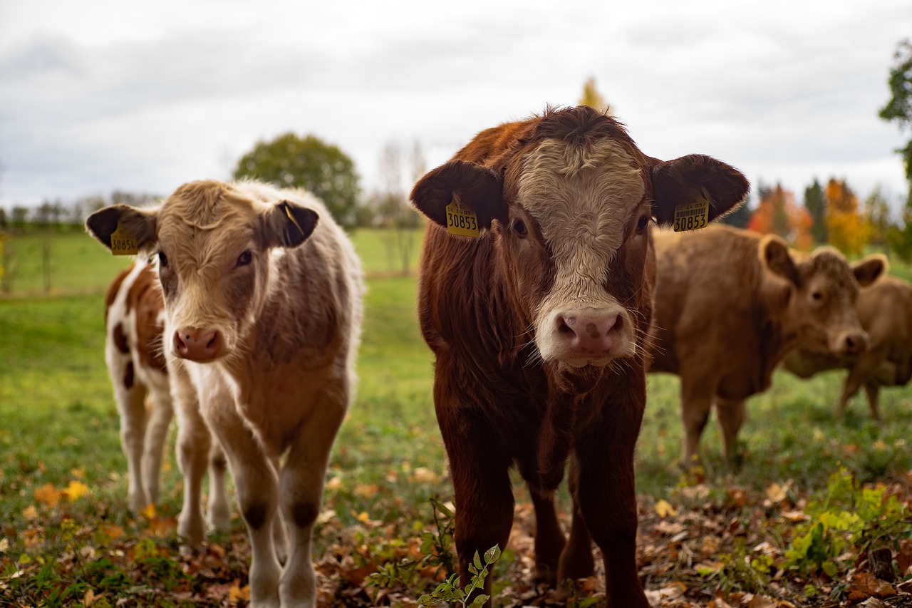 Dodatki paszowe, które chętnie zjedzą krowy. Melasa buraczana idealna dla krów mlecznych.